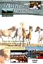 Wild Ponies of Assateague Island