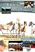Wild Ponies of Assateague Island