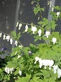 Eigenschaften Dachstauden  / Dicentra spectabilis Alba - Weisses Tränendes Herz
