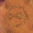 Fishbone 101: Nuttasaurusmeg Fossil Fuelin'