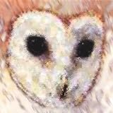 Dance Owl Night