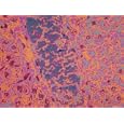 Liver Tissue Blood Vessel Colored Micrograph Photographic Poster Print, 24x18
