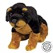   - asthma friendly Rottweiler