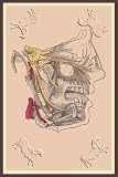 Art Poster, Cranial Nerves - 18.75 x 27.5