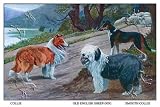Art Poster, Collie, Old English Sheep Dog, Smooth Collie - 27.5 x 18.75