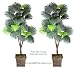 Two 6' Fan Palm Tripled Artificial Trees Silk Plants