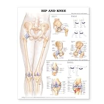 Hip and Knee