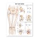 Hip and Knee