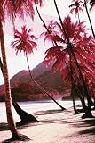 Red Palm Trees-Along Beach Photography Poster Print, 24x36