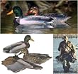 Mallard Decoy Dozen