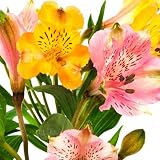 5 Seeds, "Dr. Salters Mix" Peruvian Lily (Seeds By Seed Needs)