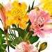 25 Seeds, "Dr. Salter's Mix" Peruvian Lily (Seeds By Seed Needs)