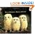 Owl Babies