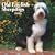Old English Sheepdogs 2009 Square Wall Calendar (Multilingual Edition)