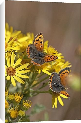 Canvas Prints of Butterfly from Country Life 