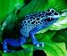 Poison Dart Tree Frog Mouse Pad