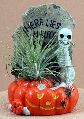 Here Lies Hairy Scary