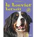Le bouvier bernois