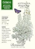 Amazon / Hirts: Seed; Perennial: Fringed Sage Artemisia Seeds - 250 mg