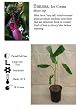 Ice Cream Banana Plant Five Gallon Tree Ice Cream Banana Plant Five Gallon Tree
