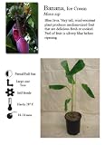 Ice Cream Banana Tree Five Gallon Plant