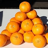 【バラ詰め】小粒ハウスみかん 約2kg