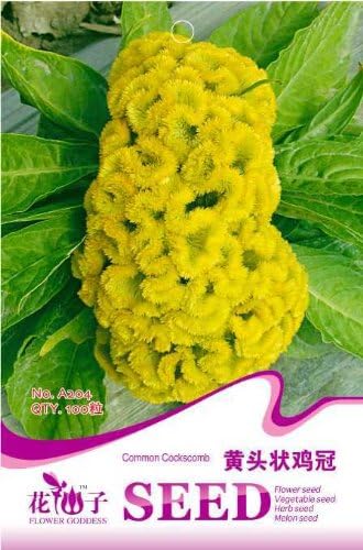 Siam Circus Flower seeds prince's-feather seeds red pen zihangchepeng bonsai 100 PCS / Bag Original Packaging Home Garden Bonsai Tree Decor