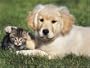 Little Friends Jigsaw Puzzle 100pc