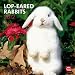 Lop-eared Rabbits 2012