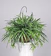 Artificial Spider Plant Hanging Basket