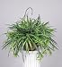Artificial Spider Plant Hanging Basket