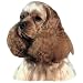 cocker spaniel - Cocker Spaniel Ascob Sticker2008