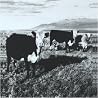 Image of album by Mark Kozelek