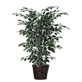 Bushes 48 Artificial Potted Natural Variegated Ficus Tree in Dark Green
