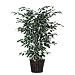 Bushes 48" Artificial Potted Natural Variegated Ficus Tree in Dark Green