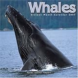 Whales 2007 Wall Calendar