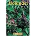 Holunderrezepte