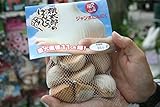 秋植え球根　岡山産　桃太郎のげんこつジャンボにんにく　２袋セット　送料込