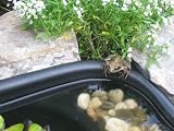 Frosch Mauspad (301)