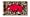 Arkansas Razorbacks
