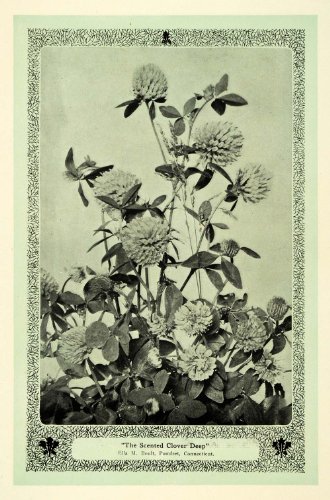1907 Print Scented Clover Botanical CT Art Nouveau - Original Color Print