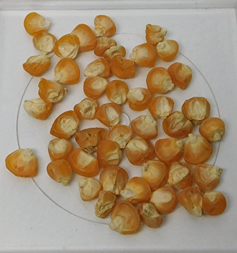 David's Garden Seeds Corn Sweet Golden Bantam D41105A (Yellow) 50 Organic Heirloom Seeds David's Garden Seeds Corn Sweet Golden Bantam D41105A (Yellow) 50 Organic Heirloom Seeds