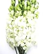 Fresh Flowers - White Dendrobium Orchids