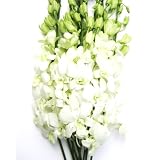 Fresh Flowers - White Dendrobium Orchids