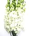 Fresh Flowers - White Dendrobium Orchids