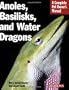 Anoles, Basilisks, and Water Dragons