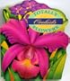 Totally Orchids (Totally Flowers)