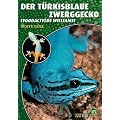Art f�r Art: Der T�rkisblaue Zwerggecko: Lygodactylus williamsi