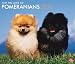 Pomeranians, For the Love of 2011 Deluxe Wall