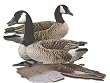 Canada Goose Dozen